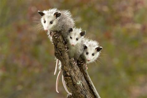 25 Cute Possum And Opossum Pictures Readers Digest