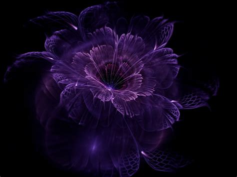 Purple Petaled Flower Abstract Fractal Black Background Fractal