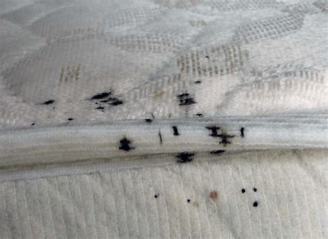 Bed Bugs Mistaken Identity Ibbra