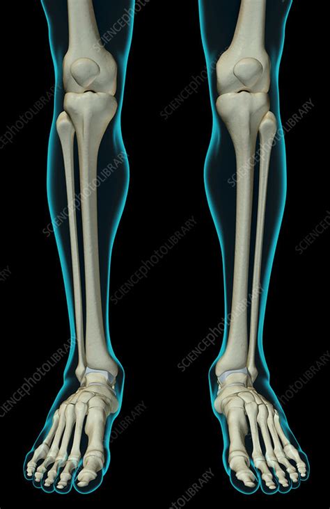 The bones of the leg - Stock Image - F001/8004 - Science Photo Library