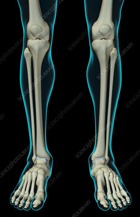 The Bones Of The Leg Stock Image F0018004 Science Photo Library