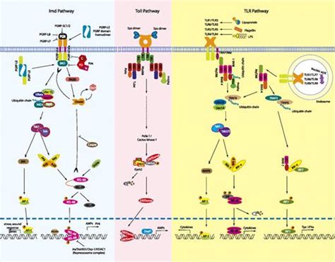 The Drosophila Toll Signaling Pathway The Journal Of Immunology