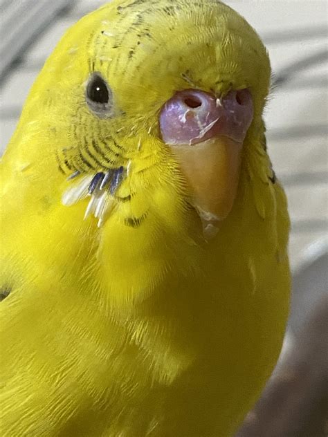 Budgie Cere Is Peeling Talk Budgies Forums