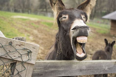 Funny Donkey Wallpapers Wallpaper Cave