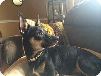 We offer several different adoption programs for our country's veterans. ST LOUIS, MO - Chihuahua Mix. Meet Meechi a Dog for ...