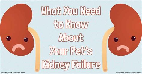 Many factors can interfere with your kidney health and function symptoms of the loss of kidney function will be evident. 30 best Pets: Canine Kidney Disease images on Pinterest ...