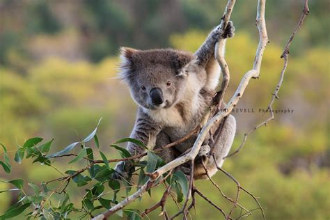 50 Cute And Cuddly Koala Pictures