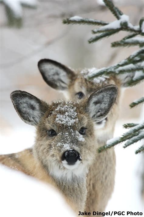 White Tailed Deer State Game Animal State Symbols Usa