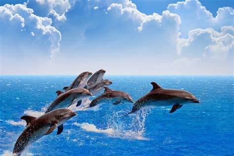 Dolphin Full Hd Wallpaper And Background Image 1920x1280 Id669050