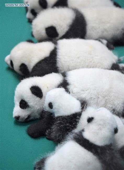 1000 Images About Baby Pandas On Pinterest Triplets Mom And Giant