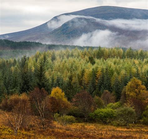 Ive Never Seen A Forest With So Many Colours Scottish Highlands Oc
