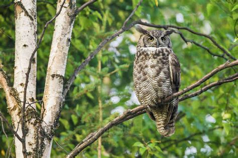 Great Horned Owl Bubo Virginianus Perched On The Branch Of Birch Tree