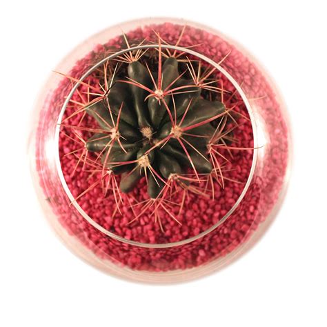 Cactus Aislado Planta Foto Gratis En Pixabay Pixabay