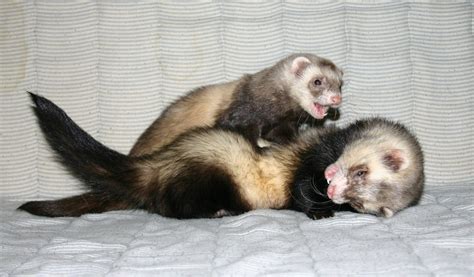 ferrets Free Stock Photo | FreeImages
