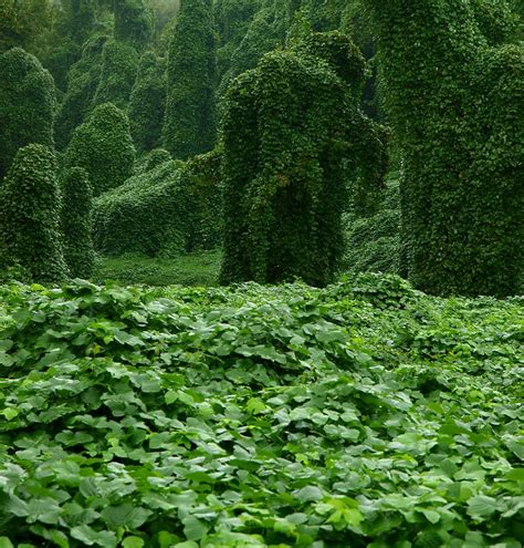 The Story Behind Kudzu The Vine Thats Still Eating The South Vines