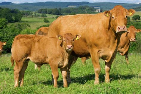 Livestock Limousin Cow And Calf On A Green Pasture Lancashire England United Kingdom