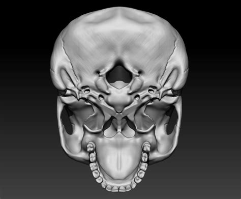 Human Skull Model Turbosquid 1531566