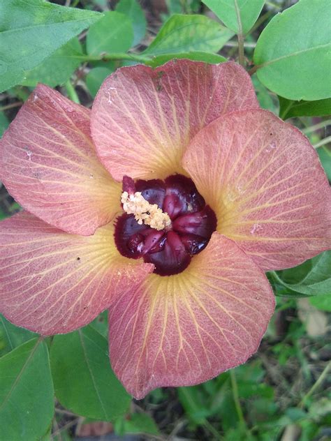 Cara membedakan bunga pepaya jantan, bulat dan bunga sempurna (bunga panjang) mp3 duration 2:36 size 5.95 mb / safeea official 12. Gambar Bunga Sepatu Sempurna - Kumpulan Gambar Bunga