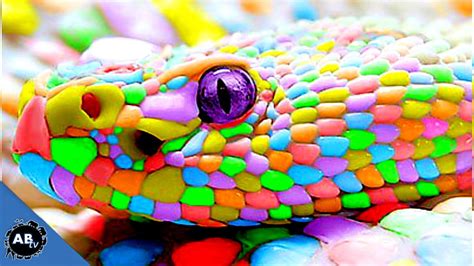 Colorful Giant Snakes Snakebytestv Ep 413 Animalbytestv Rainbow
