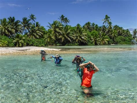 A pearl in the pacific. Study shows 5,000 percent increase in native trees on rat ...