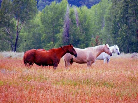 Wyoming Wild Horses In Grand Teton National Park Bud Flickr