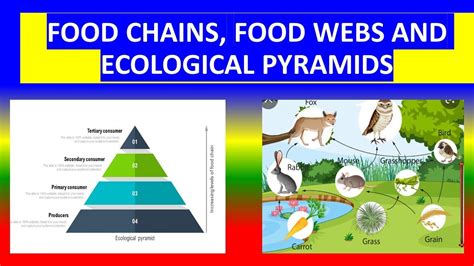 Food Chains Food Webs Ecological Pyramids Ecosystem