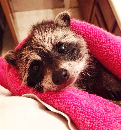 40 Of The Cutest Raccoon Photos Ever Bored Panda