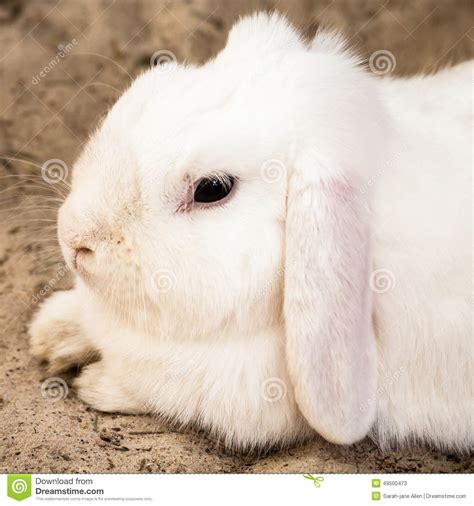 White Lop Eared Domestic Rabbit Lying Down On Sand Stock Image Image