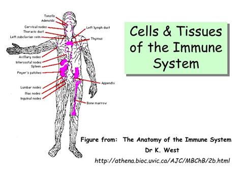 Ppt Cells And Tissues Of The Immune System Powerpoint Presentation Id