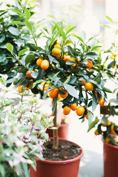 Dwarf Orange Tree Future Garden Candidate Patio Fruit Trees Citrus