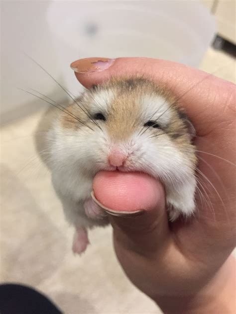 Pin By Snippy On Hamsters Cute Hamsters Cute Baby Animals Hamster
