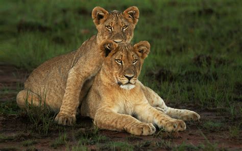 Find best sisters wallpaper and ideas by device, resolution, and quality (hd, 4k) from a curated website list. Animals Lion Cubs Brother And Sister Lephalale Local ...