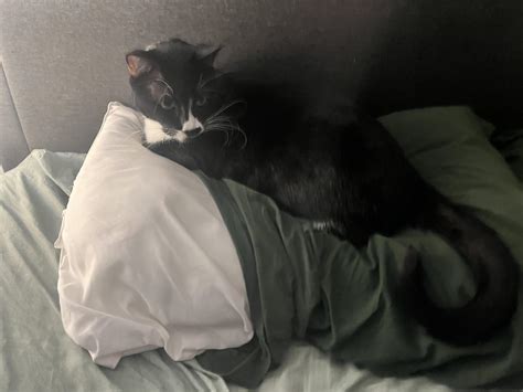 why does my cat insist on taking up my pillow when i m sleeping on it r cathelp