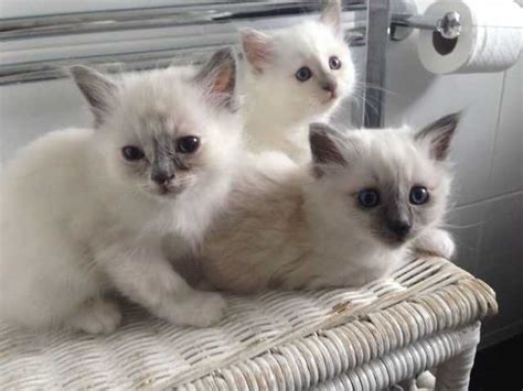 Fixed Birman Kitties For Sale Adoption From Queensland Brisbane Metro