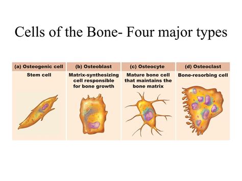 4 Types Of Bone Cells