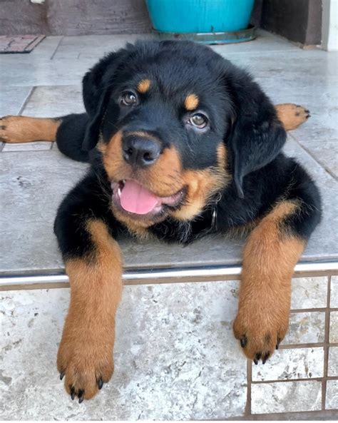 Here's the scoop on our favorite pet friendly hotels, dog friendly activities, and restaurants that allow dogs in myrtle beach. Rottweiler Puppies For Sale | North Myrtle Beach, SC #330624