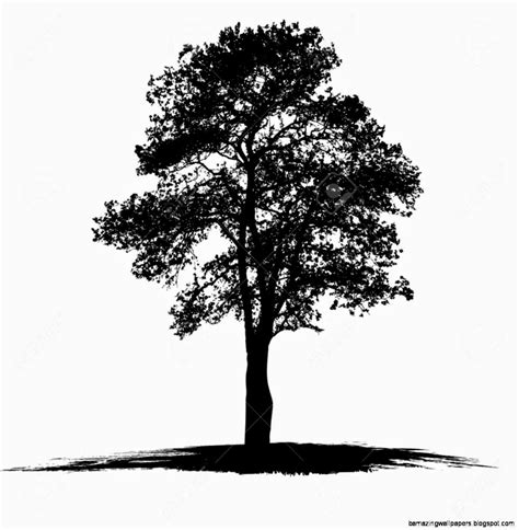 Black And White Tree Drawings Amazing Wallpapers
