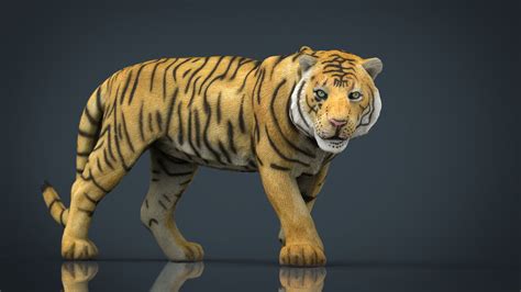 Maybe you would like to learn more about one of these? 3D model game-ready Tiger | CGTrader