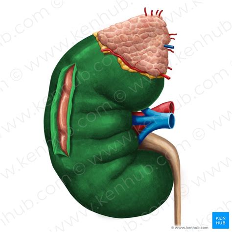 Kidneys Anatomy Location Structure And Function Kenhub