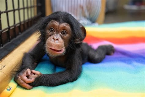 Zoo Knoxville Baby Chimpanzee Reaches 10 Weeks Old