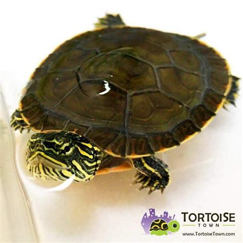 Western Painted Turtle For Sale Online Baby Western Painted Turtle