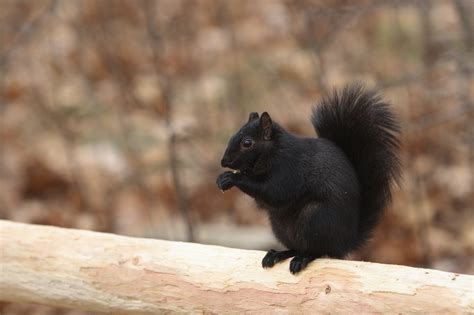 Black Squirrels Pest Services Toronto Black Squirrels Removal Near Me