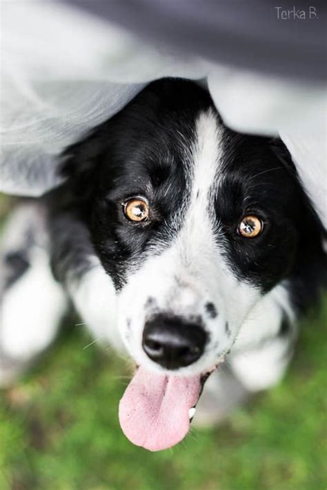 40 Pictures Of Short Haired Border Collie