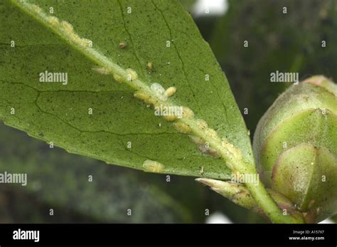 Soft Brown Scale Insect Coccus Hesperidum Along Camellia Leaf Underside