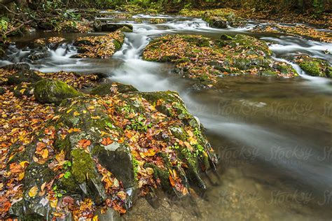 Autumn Leaves In The River Del Colaborador De Stocksy Adam Nixon