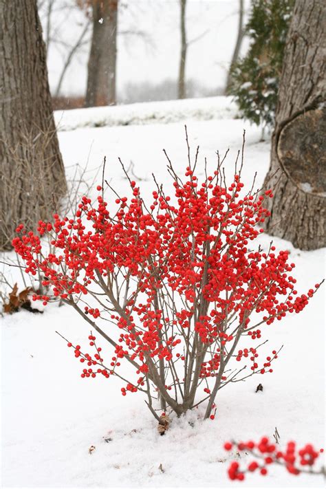 Look At This Beautiful Winterberry Shrub Contrasting Against The Snow