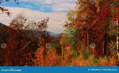 Beautiful Sunny Day In The Autumn Golden Forest Stock Photo Image Of
