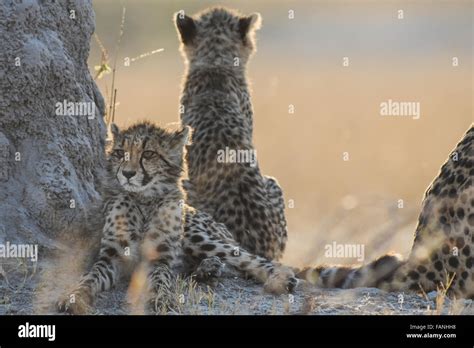 Two Cheetah Acinonyx Jubatus Sisters With Their Mother In Early