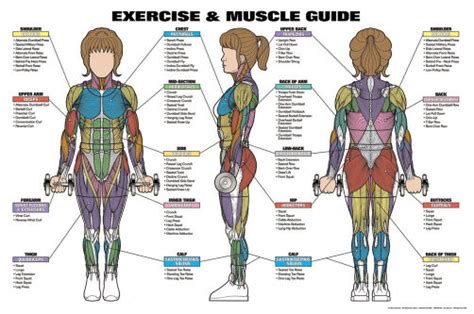 Vector cartoon illustration of human muscular system for kids. WOMENS EXERCISE AND MUSCLE GUIDE Fitness Workout Anatomy ...