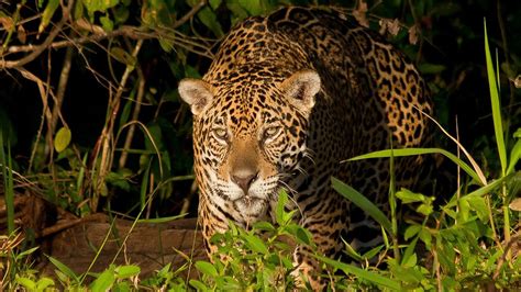 The Jaguars Habitat Photos Jaguar Vs Caiman National Geographic